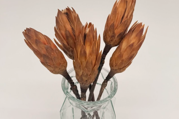 Brown_protea_stems_ dried flower arrangement