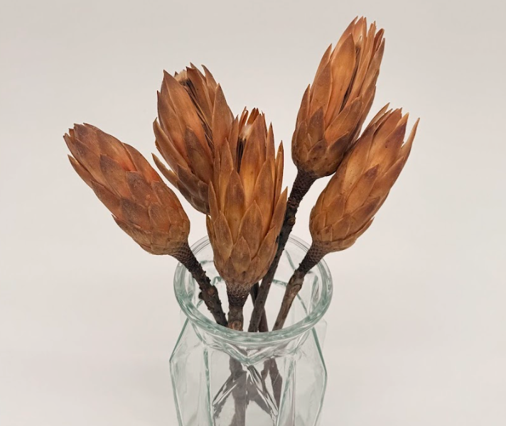 Protea: The Statement Dried Flower for Bold Interiors 1 Brown_protea_stems_ dried flower arrangement