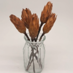 Brown_protea_stems_db Prot001_2 dried flower arrangement