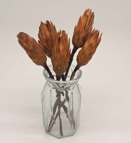 Brown_protea_stems_db Prot001_2 dried flower arrangement