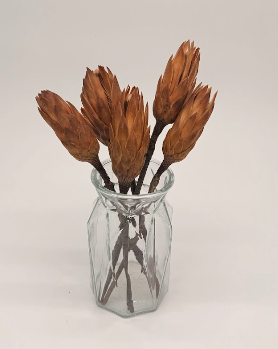 Brown_protea_stems_db Prot001_2 dried flower arrangement