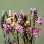 Closeup_pink_purple_yellow_dried_flower_stems_flbv50