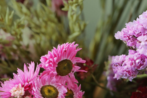 Closeup_shot_of_bright_pink_and_purple_dried_flowers_cb30 Xl