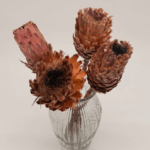 Large_african_protea_repen_stems_ dried flower arrangement