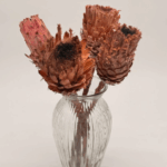 Large_african_protea_repen_stems_db Prot002_2 dried flower arrangement