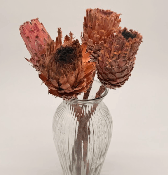 Large_african_protea_repen_stems_db Prot002_2 dried flower arrangement