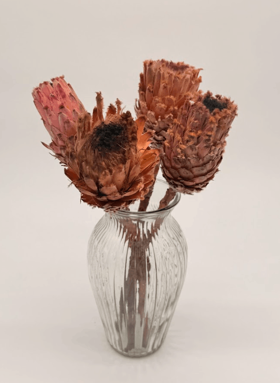 Large_african_protea_repen_stems_db Prot002_2 dried flower arrangement
